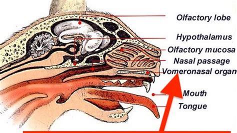 Cat Mouth Anatomy - Anatomical Charts & Posters