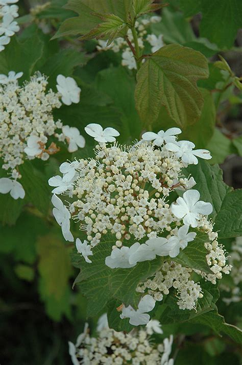 Wentworth Highbush Cranberry Viburnum Trilobum Wentworth In