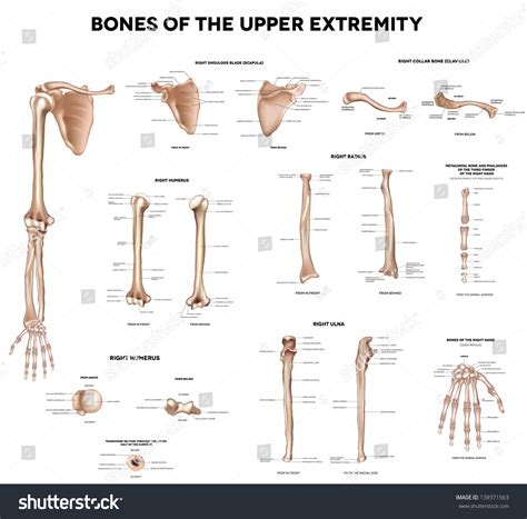 9,517 Clavicle Bones Images, Stock Photos & Vectors | Shutterstock