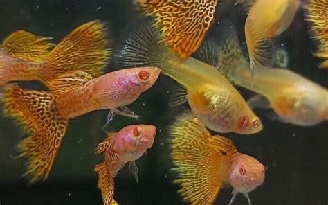 Beginners Guide to Guppy Breeding: Tank Size, Setup & More