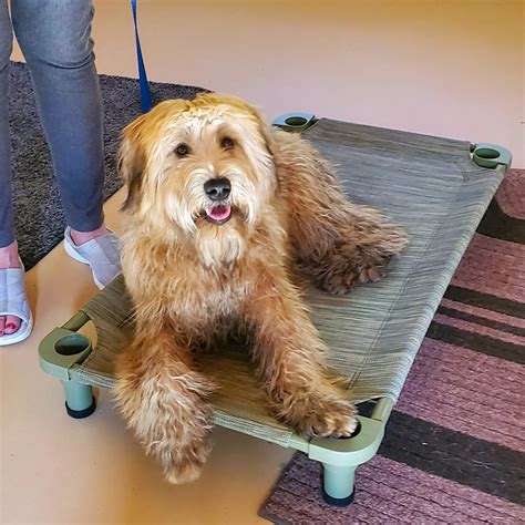 how to teach a dog place command