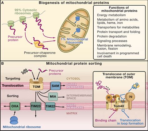 Mitochondrial Inner Membrane Presequence Translocase Complex Semantic Scholar