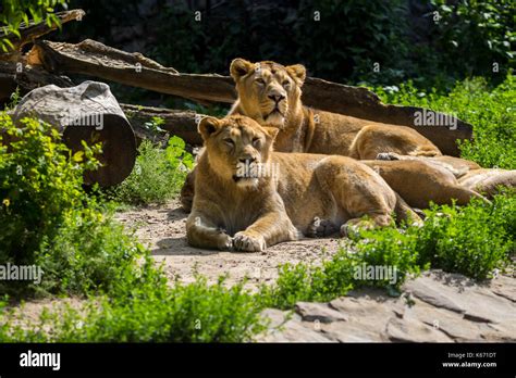 lion pride rests after hunting Stock Photo - Alamy