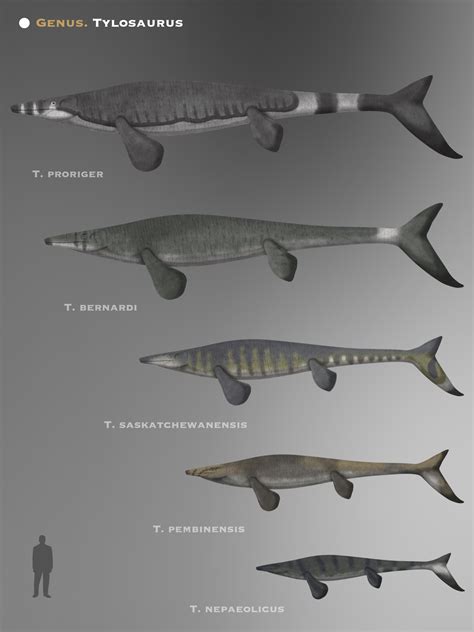 Genus Tylosaurus By Paleohistoric On Deviantart