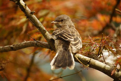 The Greenbelt Young Birds