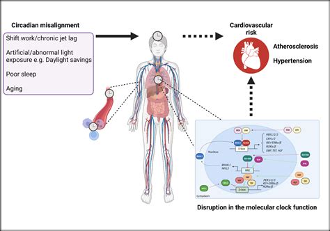 Circadian Disruption And The Molecular Clock In Atherosclerosis And