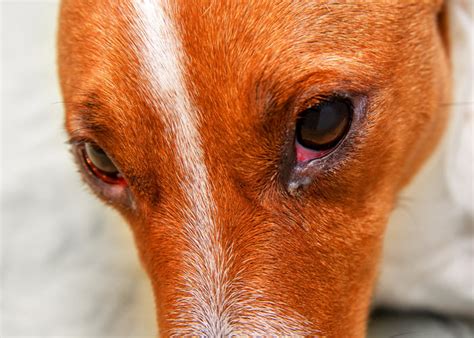 My Dog Has Red Eyes: Here's Why and What to Do