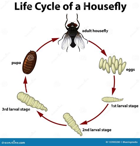 Housefly Life Cycle Vector Illustration | CartoonDealer.com #217478232