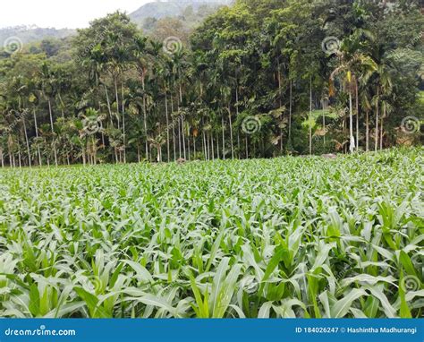 The Green Grass Suitable For A Background Sorghum Cultivation Stock