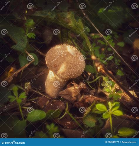 Common Puffball Mushroom Growing in a Shady Forest Floor Stock Image ...