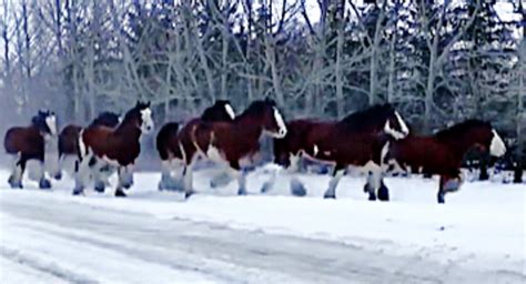 40 Stunning Clydesdale Mares Enjoy A Morning Run In The Snow Animal