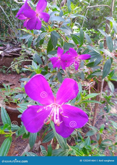 Flowers in Kerala stock photo. Image of kerala, ernakulam - 135341464