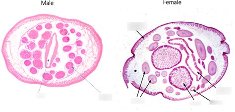 Ascaris Intestinal Roundworm Phylum Nematoda Diagram Quizlet