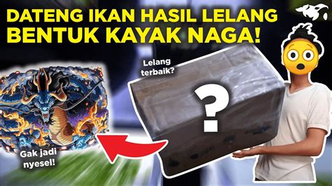 Unboxing Ikan Hasil Lelang Bentuk Kayak Naga Cupang Halfmoon Dumbo Ear