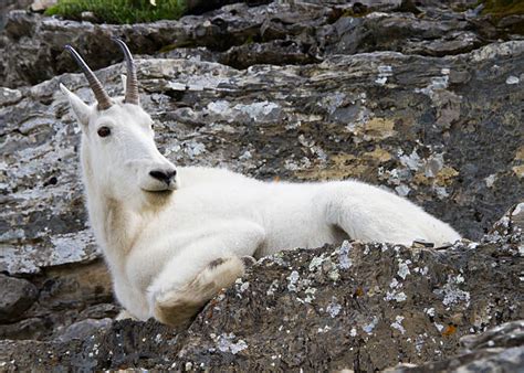 380 Mountain Goat Hooves Stock Photos Pictures And Royalty Free Images