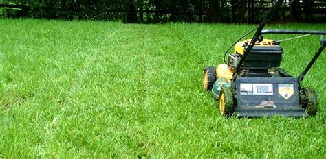 Best Face Mask For Cutting Grass