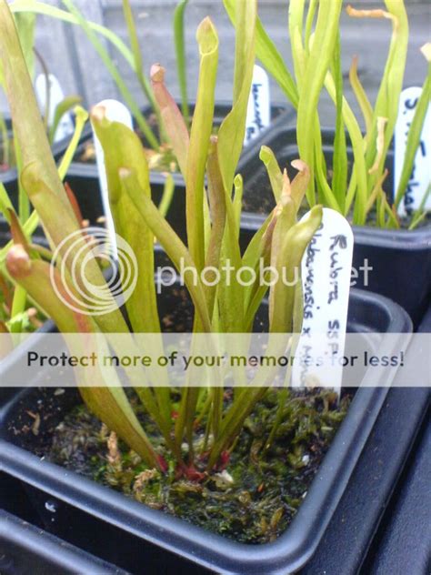 Rhizome propagation - Sarracenia - Carnivorous Plants UK