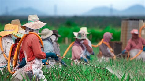 Farmworker Groups File Federal Lawsuit Against U.S. Department of Labor ...