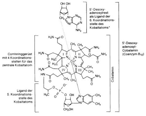 Vitamin B12 Lexikon Der Neurowissenschaft