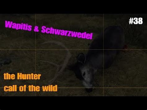 38 Wapitis Viele Schwarzwedel Let S Play The Hunter Call Of The