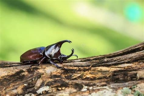 Male Fighting Beetle (rhinoceros Beetle) On Tree Stock Photo - Image of wild, wildlife: 62580914