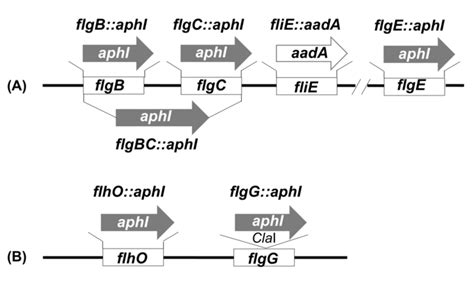 Fig S Diagrams Illustrating Construction Of Vectors For The Targeted