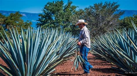 Species Spotlight Agave Plant Care The Succulent Eclectic