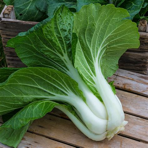 Pak Choi Seeds - Non-GMO, Quick-Growing, Perfect for Salads and Stir-fries