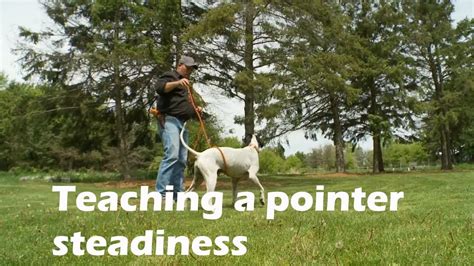 Whoa Training Tips For A Pointing Dog Youtube