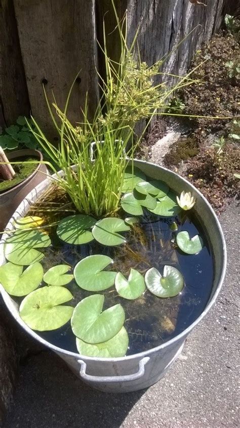 86 Best Galvanized Tub Water Gardens Images By Container Water Gardens