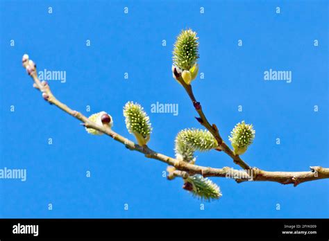 Pussy Willow Goat Willow Or Great Sallow Salix Caprea Close Up Showing The Female Flowers In