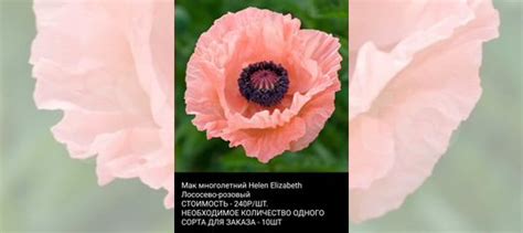 Мак купить в Санкт-Петербурге | Товары для дома и дачи | Авито