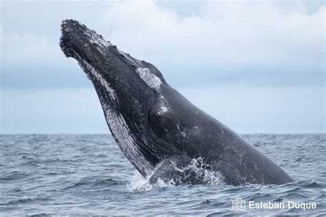 Llega la temporada de ballenas jorobadas en Samaná descubre el costo y