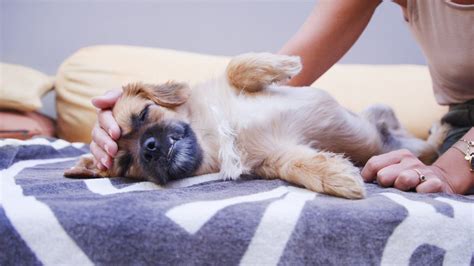 Why Bloat In Dogs In Tulsa Ok Is A Serious Condition And What Symptoms