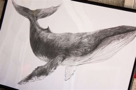 Dibujo Ballena Ilustración original hecha a mano Sirem Wild