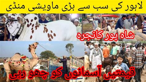 Shahpur Kanjra Mandi Lahore 2023 Camel Mandi Qurbani 2023 YouTube