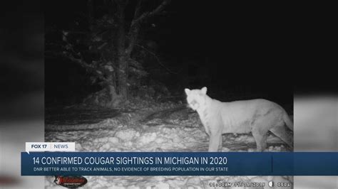 14 Confirmed Cougar Sightings In Michigan In 2020 Youtube