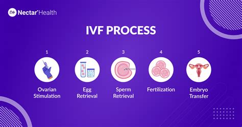 In Vitro Fertilization IVF IVF Steps Risks Costs And Success