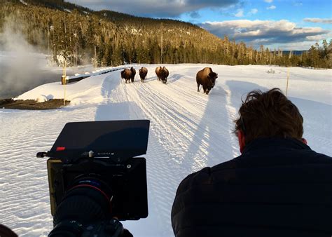 Yellowstone Wolves National Geographic Channel Abu Dhabi الصور