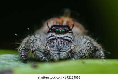 Jumping Spider Hyllus Giganteus Female Kinabalu Stock Photo 692165056 ...