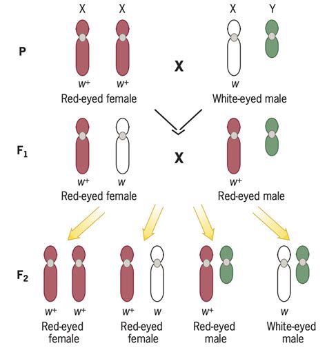 Chromosomal Theory Of Inheritance Biology Notes Online