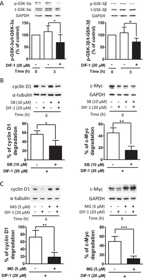 Figure 2 From Antitumor Effects Of Differentiationinducing Factor1