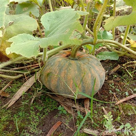 Waluh Kuning Cucurbita Maxima Lokasi Jeruk Putran Mojo Flickr