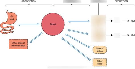 Pharmacokinetics Diagram Quizlet