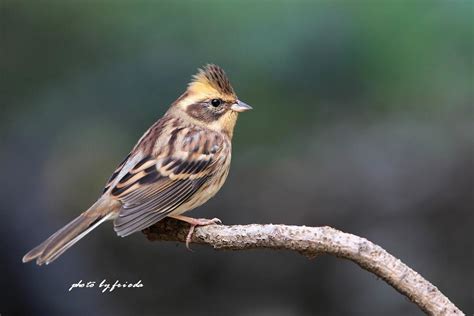 Yellow Throated Buntingemberiza Elegans Flickr