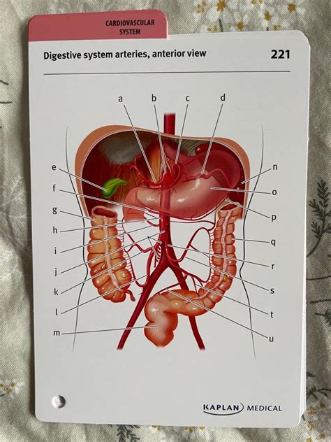 Anatomy Flashcards by Kaplan Medical, Hobbies & Toys, Books & Magazines ...