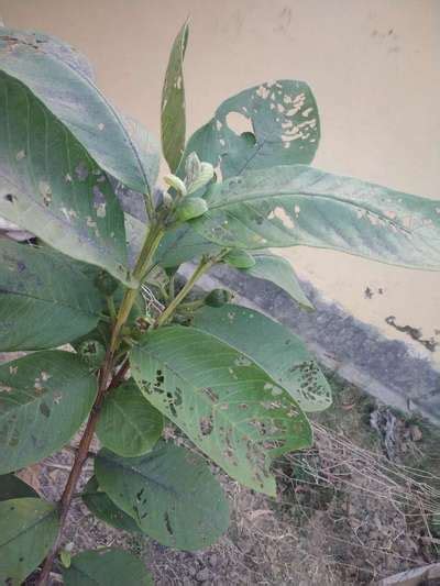 এটা কি রোগguava Tree কমিউনিটি প্ল্যান্টিক্স