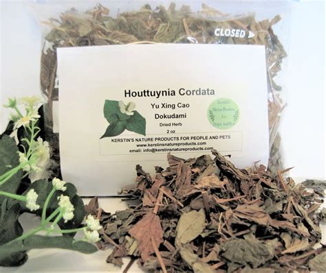 Houttuynia Cordata (Heartleaf) and Skincare in 2024 - Clean Beauty Gals