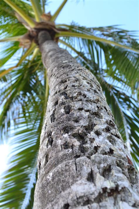 Edit free photo of Palm tree,hawaii,oahu,palm,free pictures - needpix.com