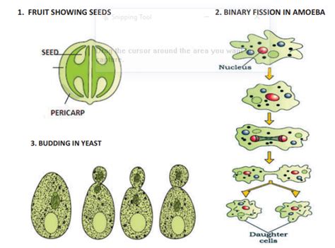 Cbse Class 12 Biology Reproduction In Organisms Diagrams